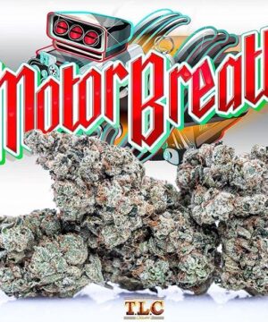 Buy motor breath jungle boys online